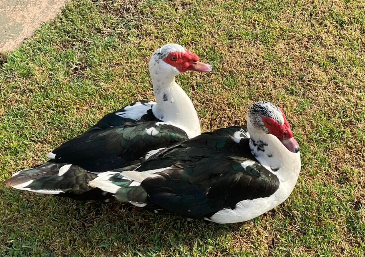 Kievits Kroon Gauteng Wine Estate Pretoria-Noord Dış mekan fotoğraf
